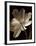 Champagne Tulip II-Charles Britt-Framed Giclee Print