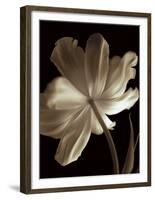 Champagne Tulip II-Charles Britt-Framed Giclee Print