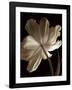 Champagne Tulip II-Charles Britt-Framed Giclee Print