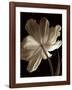 Champagne Tulip II-Charles Britt-Framed Giclee Print