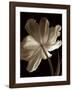 Champagne Tulip II-Charles Britt-Framed Giclee Print