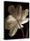 Champagne Tulip II-Charles Britt-Stretched Canvas