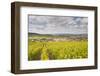 Champagne Vineyards Above the Village of Baroville in the Cote Des Bar Area of Aube-Julian Elliott-Framed Photographic Print