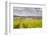 Champagne Vineyards Above the Village of Baroville in the Cote Des Bar Area of Aube-Julian Elliott-Framed Photographic Print