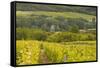 Champagne Vineyards Above the Village of Chervey in the Cote Des Bar Area of Aube-Julian Elliott-Framed Stretched Canvas
