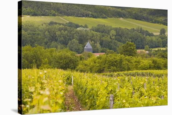 Champagne Vineyards Above the Village of Chervey in the Cote Des Bar Area of Aube-Julian Elliott-Stretched Canvas
