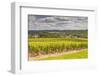 Champagne Vineyards Above the Village of Landreville in the Cote Des Bar Area of Aube-Julian Elliott-Framed Photographic Print