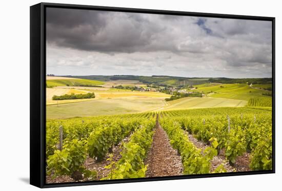 Champagne Vineyards Above the Village of Noe Les Mallets in the Cote Des Bar Area of Aube-Julian Elliott-Framed Stretched Canvas