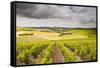 Champagne Vineyards Above the Village of Noe Les Mallets in the Cote Des Bar Area of Aube-Julian Elliott-Framed Stretched Canvas