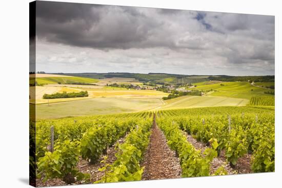 Champagne Vineyards Above the Village of Noe Les Mallets in the Cote Des Bar Area of Aube-Julian Elliott-Stretched Canvas