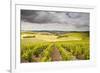 Champagne Vineyards Above the Village of Noe Les Mallets in the Cote Des Bar Area of Aube-Julian Elliott-Framed Photographic Print