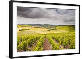 Champagne Vineyards Above the Village of Noe Les Mallets in the Cote Des Bar Area of Aube-Julian Elliott-Framed Photographic Print