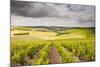 Champagne Vineyards Above the Village of Noe Les Mallets in the Cote Des Bar Area of Aube-Julian Elliott-Mounted Photographic Print