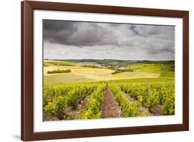 Champagne Vineyards Above the Village of Noe Les Mallets in the Cote Des Bar Area of Aube-Julian Elliott-Framed Photographic Print