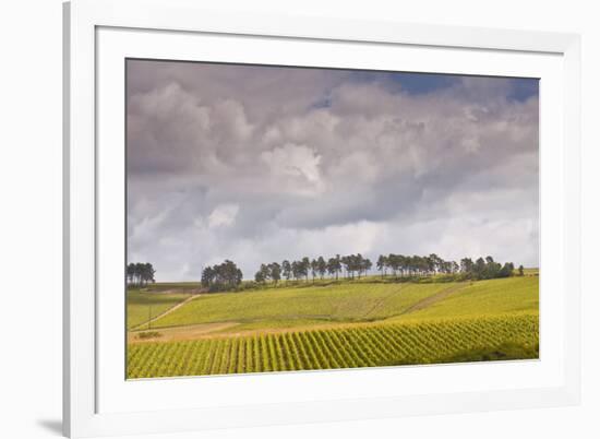 Champagne Vineyards Above the Village of Noe Les Mallets in the Cote Des Bar Area of Aube-Julian Elliott-Framed Photographic Print