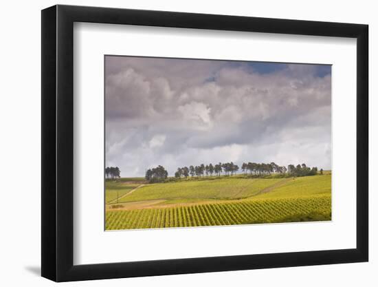 Champagne Vineyards Above the Village of Noe Les Mallets in the Cote Des Bar Area of Aube-Julian Elliott-Framed Photographic Print