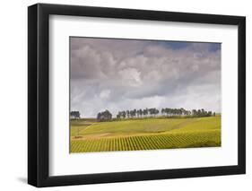 Champagne Vineyards Above the Village of Noe Les Mallets in the Cote Des Bar Area of Aube-Julian Elliott-Framed Photographic Print