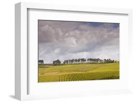 Champagne Vineyards Above the Village of Noe Les Mallets in the Cote Des Bar Area of Aube-Julian Elliott-Framed Photographic Print