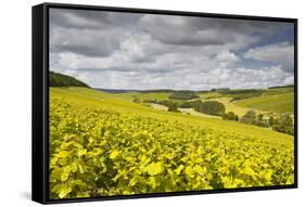 Champagne Vineyards Above the Village of Viviers Sur Artaut-Julian Elliott-Framed Stretched Canvas