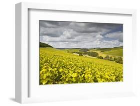 Champagne Vineyards Above the Village of Viviers Sur Artaut-Julian Elliott-Framed Photographic Print