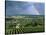 Champagne Vineyards and Rainbow, Ville-Dommange, Near Reims, Champagne, France, Europe-Stuart Black-Stretched Canvas