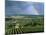 Champagne Vineyards and Rainbow, Ville-Dommange, Near Reims, Champagne, France, Europe-Stuart Black-Mounted Photographic Print