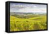 Champagne Vineyards in the Cote Des Bar Area of Aube, Champagne-Ardenne, France, Europe-Julian Elliott-Framed Stretched Canvas