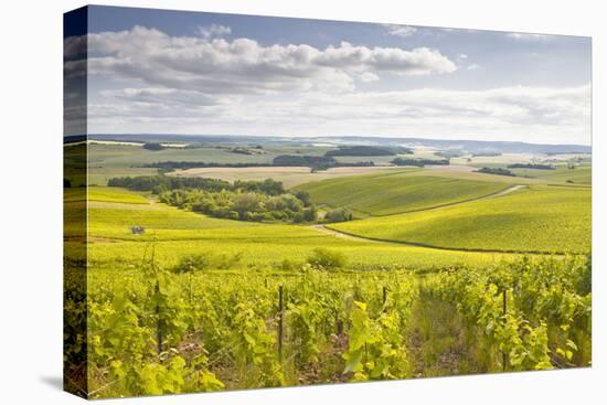 Champagne Vineyards in the Cote Des Bar Area of Aube, Champagne-Ardenne, France, Europe-Julian Elliott-Stretched Canvas