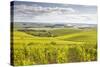 Champagne Vineyards in the Cote Des Bar Area of Aube, Champagne-Ardenne, France, Europe-Julian Elliott-Stretched Canvas