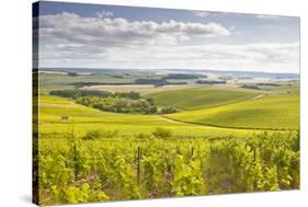 Champagne Vineyards in the Cote Des Bar Area of Aube, Champagne-Ardenne, France, Europe-Julian Elliott-Stretched Canvas