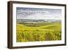 Champagne Vineyards in the Cote Des Bar Area of Aube, Champagne-Ardenne, France, Europe-Julian Elliott-Framed Photographic Print