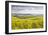Champagne Vineyards in the Cote Des Bar Area of Aube, Champagne-Ardenne, France, Europe-Julian Elliott-Framed Photographic Print