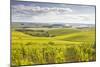 Champagne Vineyards in the Cote Des Bar Area of Aube, Champagne-Ardenne, France, Europe-Julian Elliott-Mounted Photographic Print