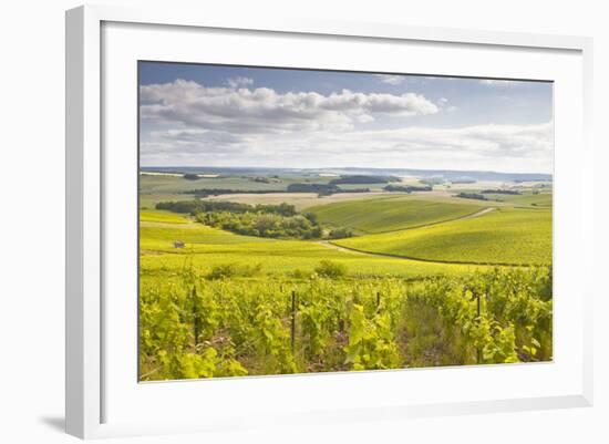 Champagne Vineyards in the Cote Des Bar Area of Aube, Champagne-Ardenne, France, Europe-Julian Elliott-Framed Photographic Print