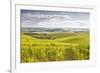 Champagne Vineyards in the Cote Des Bar Area of Aube, Champagne-Ardenne, France, Europe-Julian Elliott-Framed Photographic Print