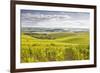 Champagne Vineyards in the Cote Des Bar Area of Aube, Champagne-Ardenne, France, Europe-Julian Elliott-Framed Photographic Print