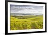 Champagne Vineyards in the Cote Des Bar Area of Aube, Champagne-Ardenne, France, Europe-Julian Elliott-Framed Photographic Print