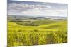 Champagne Vineyards in the Cote Des Bar Area of Aube, Champagne-Ardenne, France, Europe-Julian Elliott-Mounted Photographic Print
