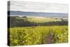 Champagne Vineyards in the Cote Des Bar Area of Aube, Champagne-Ardennes, France, Europe-Julian Elliott-Stretched Canvas