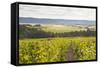 Champagne Vineyards in the Cote Des Bar Area of Aube, Champagne-Ardennes, France, Europe-Julian Elliott-Framed Stretched Canvas