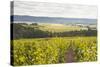 Champagne Vineyards in the Cote Des Bar Area of Aube, Champagne-Ardennes, France, Europe-Julian Elliott-Stretched Canvas