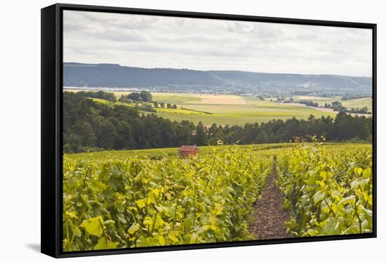 Champagne Vineyards in the Cote Des Bar Area of Aube, Champagne-Ardennes, France, Europe-Julian Elliott-Framed Stretched Canvas