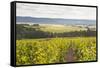 Champagne Vineyards in the Cote Des Bar Area of Aube, Champagne-Ardennes, France, Europe-Julian Elliott-Framed Stretched Canvas