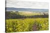 Champagne Vineyards in the Cote Des Bar Area of Aube, Champagne-Ardennes, France, Europe-Julian Elliott-Stretched Canvas