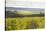 Champagne Vineyards in the Cote Des Bar Area of Aube, Champagne-Ardennes, France, Europe-Julian Elliott-Stretched Canvas