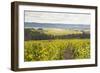 Champagne Vineyards in the Cote Des Bar Area of Aube, Champagne-Ardennes, France, Europe-Julian Elliott-Framed Photographic Print