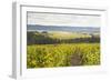 Champagne Vineyards in the Cote Des Bar Area of Aube, Champagne-Ardennes, France, Europe-Julian Elliott-Framed Photographic Print