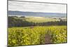 Champagne Vineyards in the Cote Des Bar Area of Aube, Champagne-Ardennes, France, Europe-Julian Elliott-Mounted Photographic Print