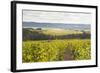 Champagne Vineyards in the Cote Des Bar Area of Aube, Champagne-Ardennes, France, Europe-Julian Elliott-Framed Photographic Print