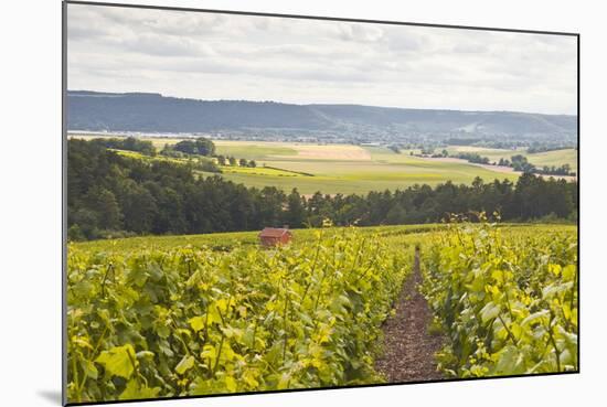 Champagne Vineyards in the Cote Des Bar Area of Aube, Champagne-Ardennes, France, Europe-Julian Elliott-Mounted Photographic Print